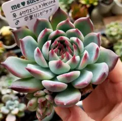 2025年最新】中里リンゼアナの人気アイテム - メルカリ