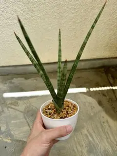 산세베리아 '밥'