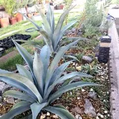 imaragan‼️ アメリカーナ4株セット　メルカリ便抜き苗発送！ 8/12（火）第四種郵便】アメリカーナ/抜き苗/中株2個セット