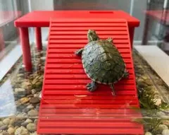 匿配｜カメや爬虫類、両生類が日光浴をするための浮島 赤のサムネイル