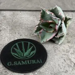 2026年最新】アガベ bb錦の人気アイテム - メルカリ