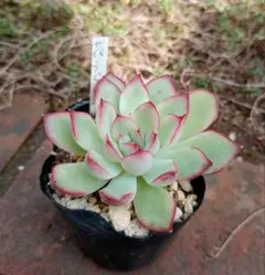 2026年最新】多肉植物抜き苗の人気アイテム - メルカリ