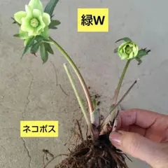 みえみえ様 リクエスト 2点 まとめ商品