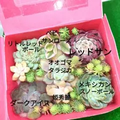 多肉植物カット苗＆セダムのセット（9㌢×8㌢×4㌢）