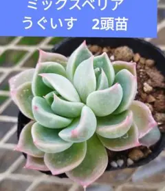 むぎ茶様 リクエスト 5点 まとめ商品