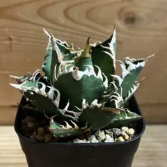 モリ男様 リクエスト 2点 まとめ商品