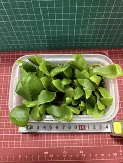 River.Labo様 リクエスト 2点 まとめ商品