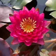 レッドナーガアイ 睡蓮 苗 脇芽 温帯睡蓮 耐寒性 メダカ ビオトープ