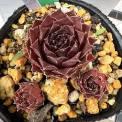 多肉植物 センペルビウム パシフィックグリーンローズ No.21【赤