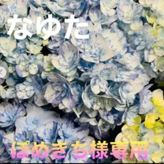 ぽめきち様専用　新品種　紫陽花　アジサイ　那由多　なゆた　4号　ブルー