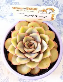 2026年最新】ファームパルクの人気アイテム - メルカリ