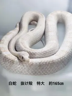 Item thumbnail for item 537d6c04-b18e-4c80-8d65-39ff7243ec95