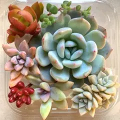 多肉植物 カット苗詰め合わせ 寄せ植えセット 《１》 多肉弁当 エケベリア