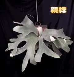 2026年最新】FSQ ビカクシダの人気アイテム - メルカリ