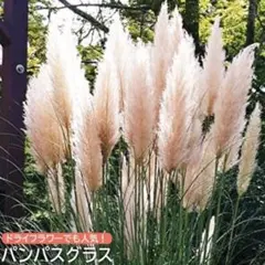 2025年最新】パンパスグラスの人気アイテム - メルカリ