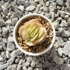 2026年最新】ラブリーローズ錦の人気アイテム - メルカリ