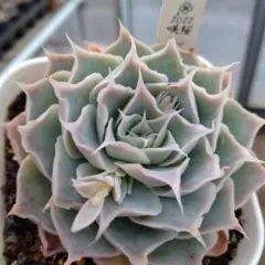 札付き❤️シムランスLS✕チワワエンシス✨ 2025年最新】シムランスの人気アイテム - メルカリ