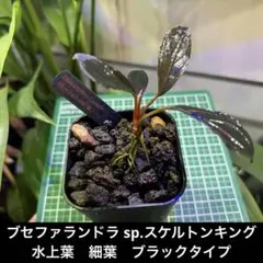 ブセファランドラsp キシィ Bucephalandra Kishii ブセファランドラ キシィ カユラピス2とか