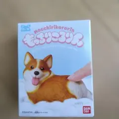もっちりころりん　コーギー
