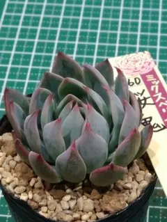 2026年最新】ミックスベリア 桜鬼の人気アイテム - メルカリ