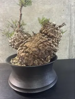 2026年最新】オペルクリカリアパキプスの人気アイテム - メルカリ