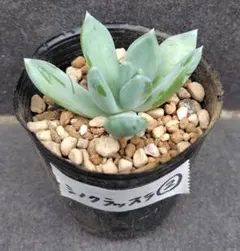 シノクラッスラ②　抜き苗　多肉植物　インディカ？