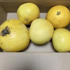 2026年最新】チャンドラポメロの人気アイテム - メルカリ