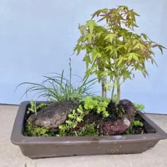 モミジ カエデ 盆栽 赤緑 苔付き - メルカリ
