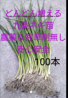 北もみじ2000 玉ねぎの苗 - メルカリ