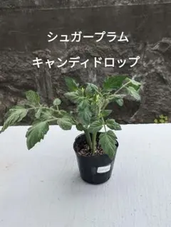 ミニトマト苗/キャンディドロップ、シュガープラムのサムネイル