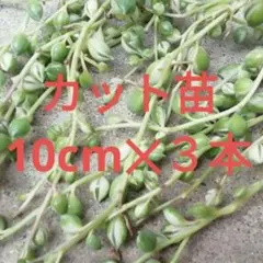 斑入りグリーンネックレス カット苗 ３本