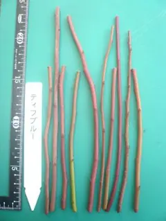 collector様 リクエスト 2点 まとめ商品