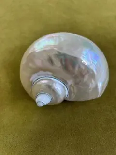 2026年最新】夜光貝 貝殻の人気アイテム - メルカリ