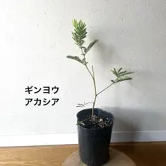 ギンヨウアカシア＊苗高27センチ＊抜き苗第四種発送＊