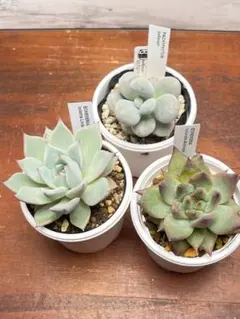 多肉植物 抜き苗セット - メルカリ