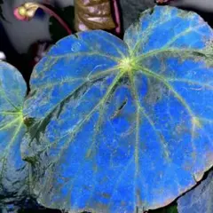 Begonia sp.Sumatera Utara ベゴニア　原種　青ベゴニア Begonia sp. Sumatera Utara 原種ベゴニア 熱帯植物 - メルカリ
