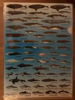 クジラ・イルカ図鑑 クリアファイルのサムネイル