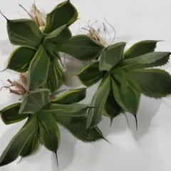 936.多肉植物アガベ パリー トランカータ ライムストリーク　アイス 3株のサムネイル