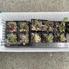 多肉植物　エケベリア など 10株セット　☆彡