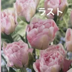 monon4444様 リクエスト 2点 まとめ商品