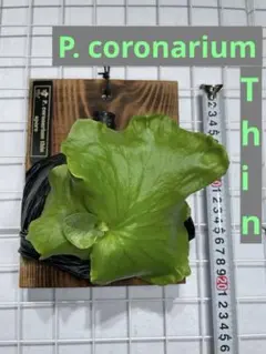 2026年最新】ビカク コロナリウムの人気アイテム - メルカリ