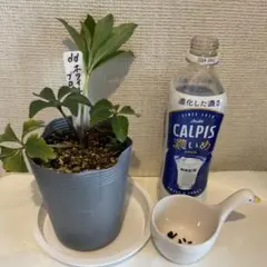 すず様専用　ご確認用　クリスマスローズ種と小苗