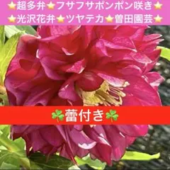 2026年最新】曽田園芸の人気アイテム - メルカリ