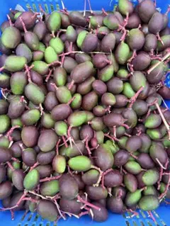 沖縄 】摘果マンゴー 大きいサイズ 約5kg 【raw mango】 - メルカリ