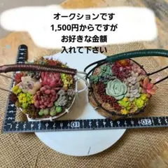 O*9様 多肉植物♡そのまま飾れる寄せ植え ハンギングカゴ白と黒　2個セット