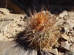 本日10/24 値下げ早い者勝ち！ コピアポア　孤竜丸　現地球　発根済み 本日10/24 値下げ早い者勝ち！ コピアポア 孤竜丸 現地球 発根済み