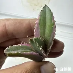 2026年最新】白鯨錦の人気アイテム - メルカリ