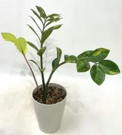 超希少❗️ザミオクルカス カメレオン✨ - メルカリ