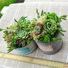 セール中!寄植えセット　エケベリア　韓国苗　多肉植物のサムネイル