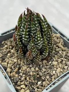 ホリ様 リクエスト 2点 まとめ商品